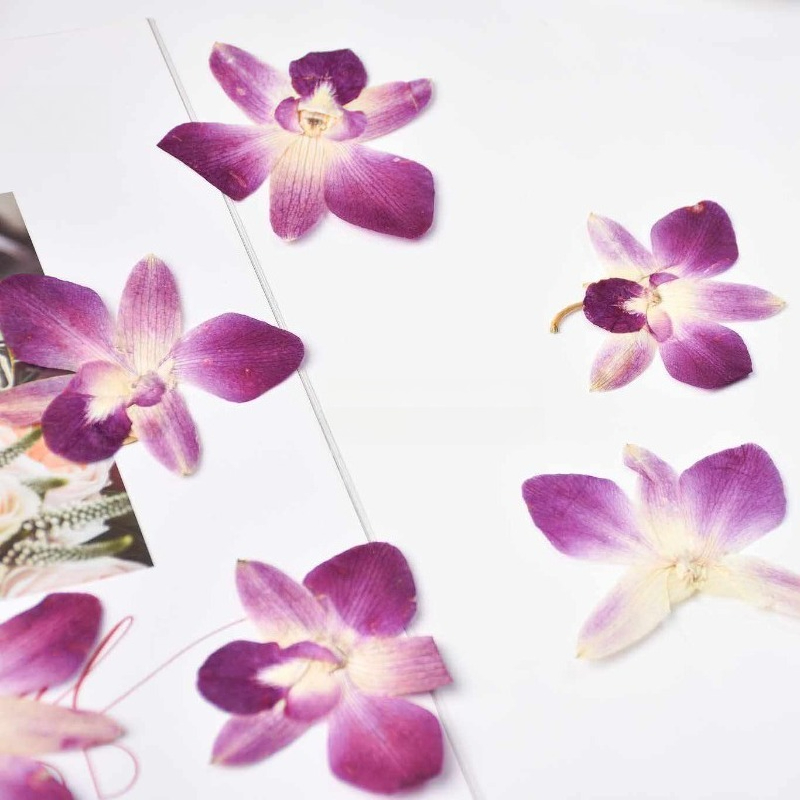 4pcs,Real Pressed Butterfly Or - đánh giá và giá Resin Art Baby