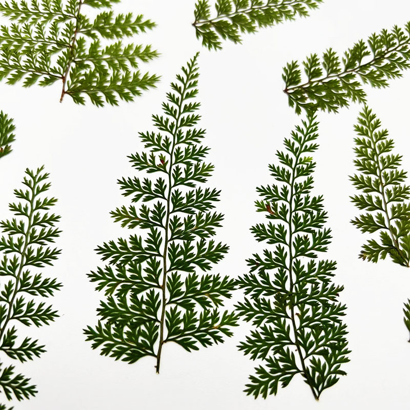 100Pcs Natural Rain Fern Leaf  - đánh giá và giá Resin Art Baby