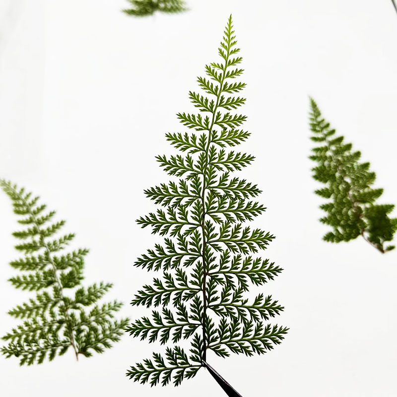 100Pcs Natural Rain Fern Leaf  - đánh giá và giá Resin Art Baby