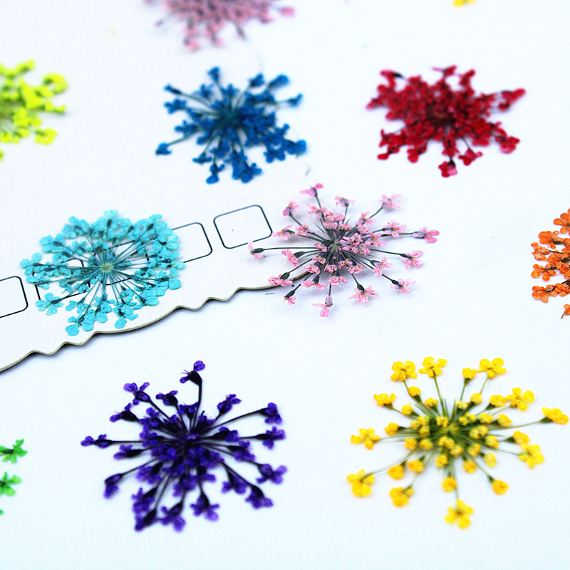 500pcs Lace Flowers Dried Flow - đánh giá và giá Resin Art Baby